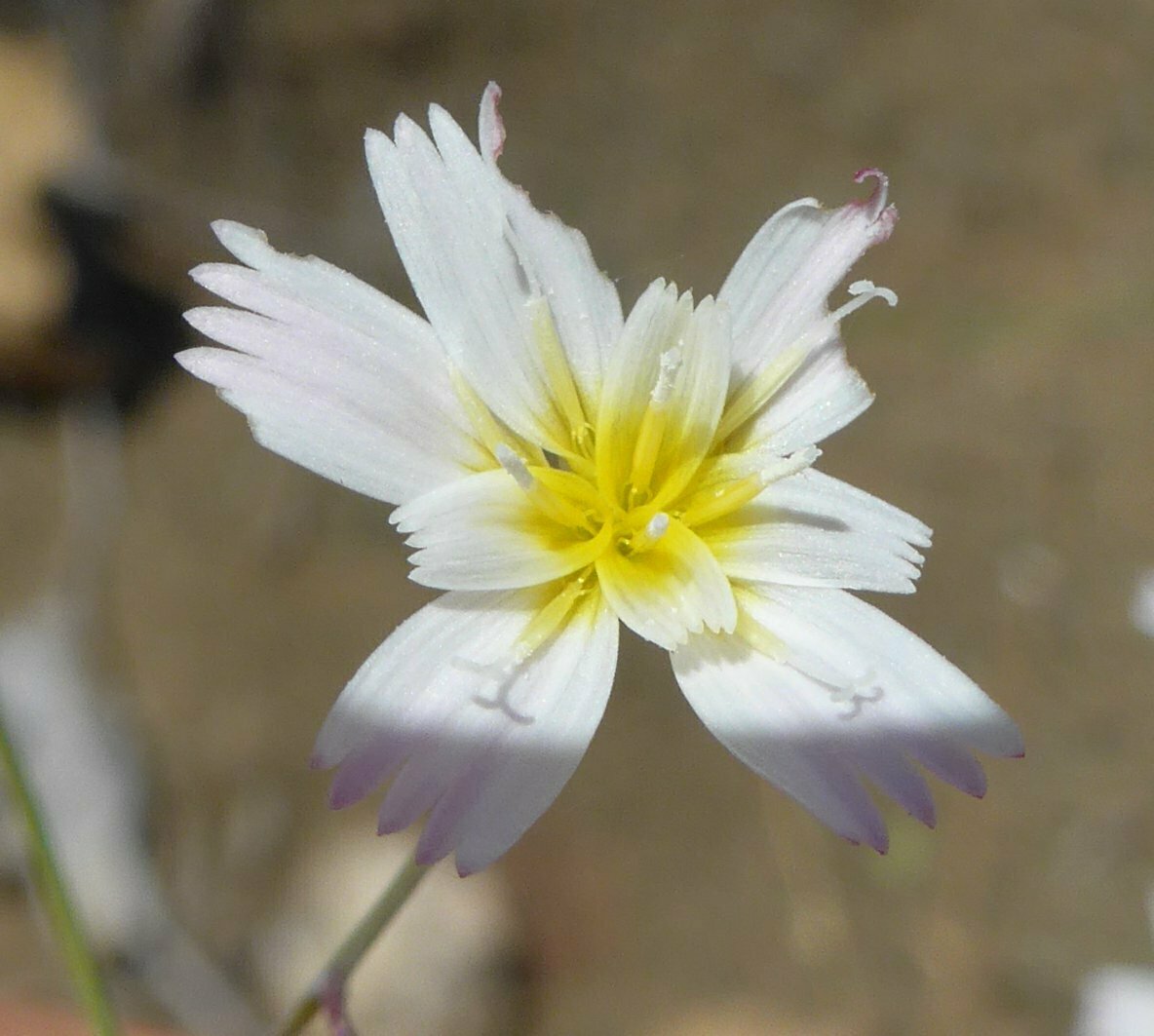 High Resolution Malacothrix floccifera Flower